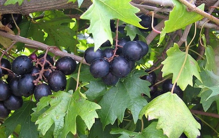 Muscadine Grape