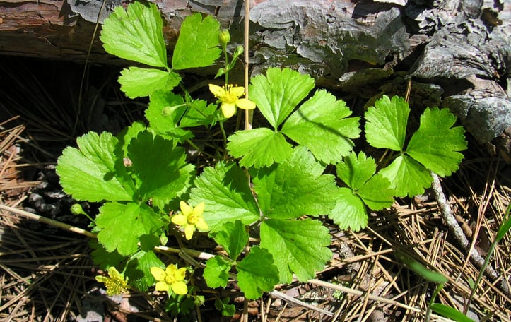 Barren Strawberry