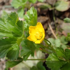Barren Strawberry 2