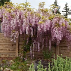 Wisteria 3