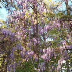 Wisteria 4
