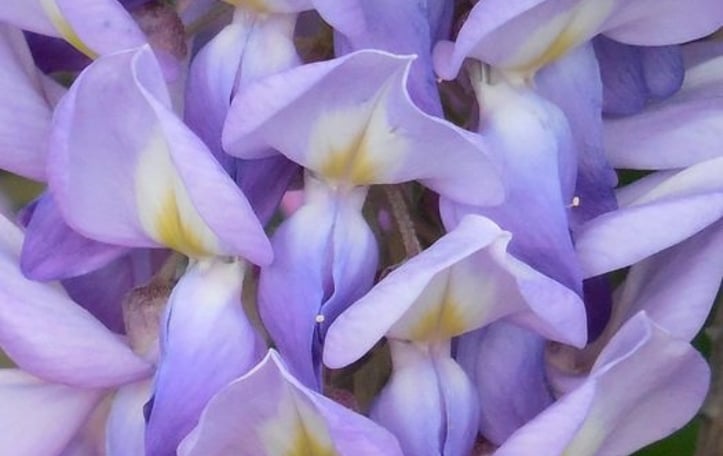 Wisteria