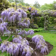 Wisteria 2