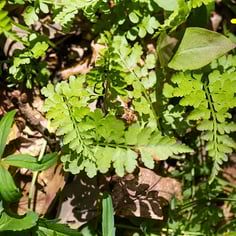 Blunt Lobed Wood Fern 3