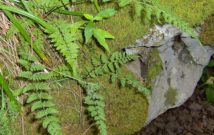 Blunt Lobed Wood Fern