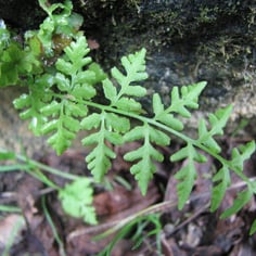 Blunt Lobed Wood Fern 2