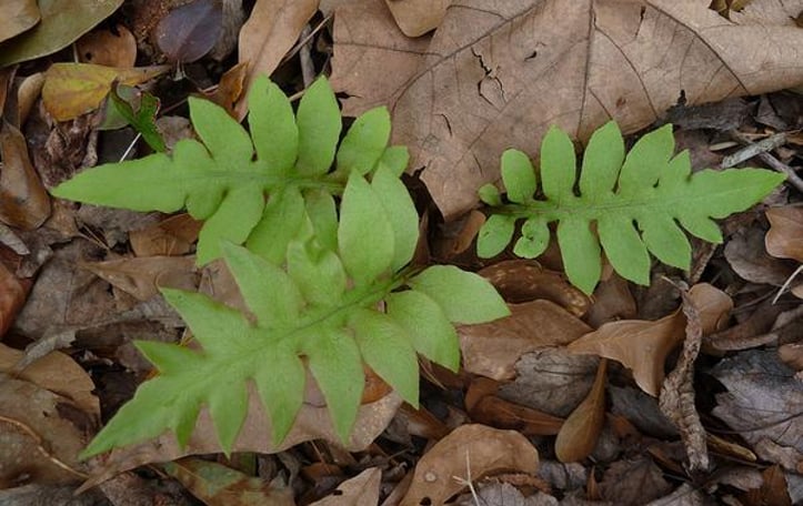 Netted Chain Fern