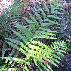 Virginia Chain Fern 3