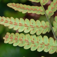 Virginia Chain Fern 2