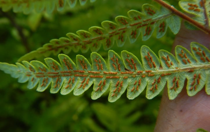 Virginia Chain Fern
