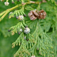 Leyland Cypress 2