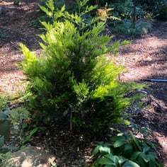 Leyland Cypress 4