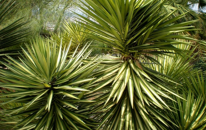Aloe Yucca