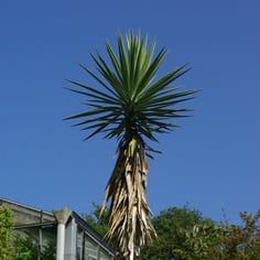 Aloe Yucca 3