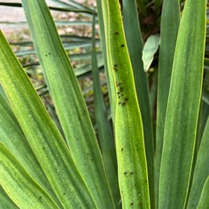 Aloe Yucca 4