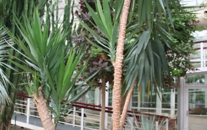 Giant Yucca