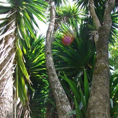 Giant Yucca 2