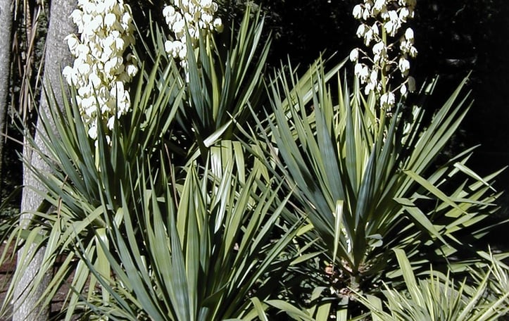 Curved-Leaved Spanish-Dagger