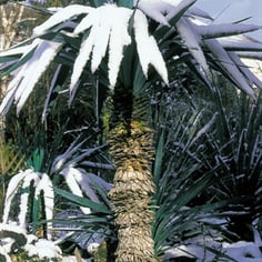 Curved-Leaved Spanish-Dagger 2