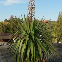 Curved-Leaved Spanish-Dagger 3