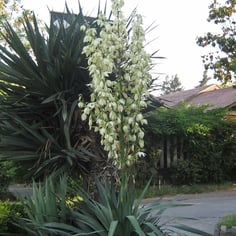 Curved-Leaved Spanish-Dagger 4