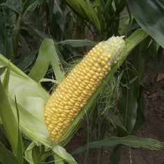 Corn 3