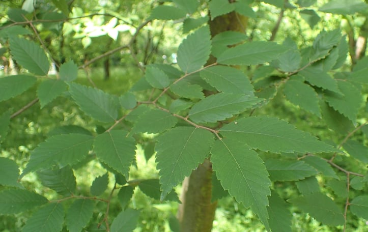 Chinese Zelkova