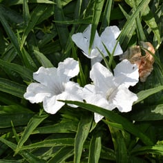 Atamasco Lily 4
