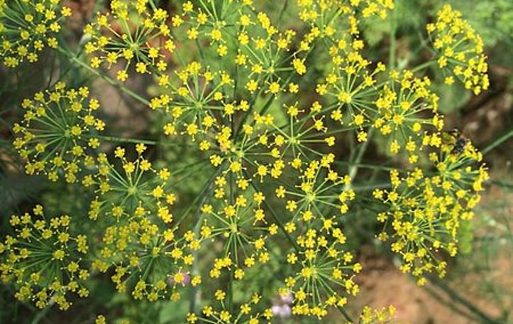 Heartleaf Golden-Alexanders
