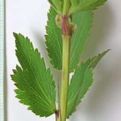 Heartleaf Golden-Alexanders 2