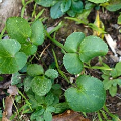 Heartleaf Golden-Alexanders 3