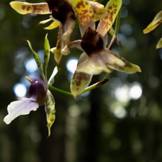 Orchid 2