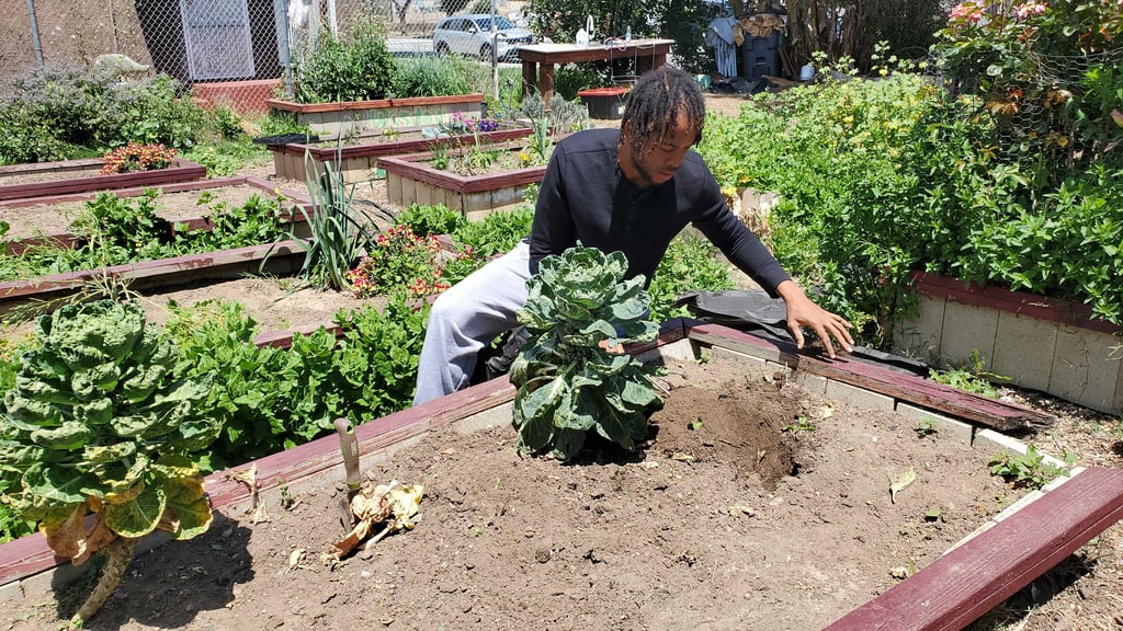 Kushmir Casper, Compton Community Garden member weeds the planters.