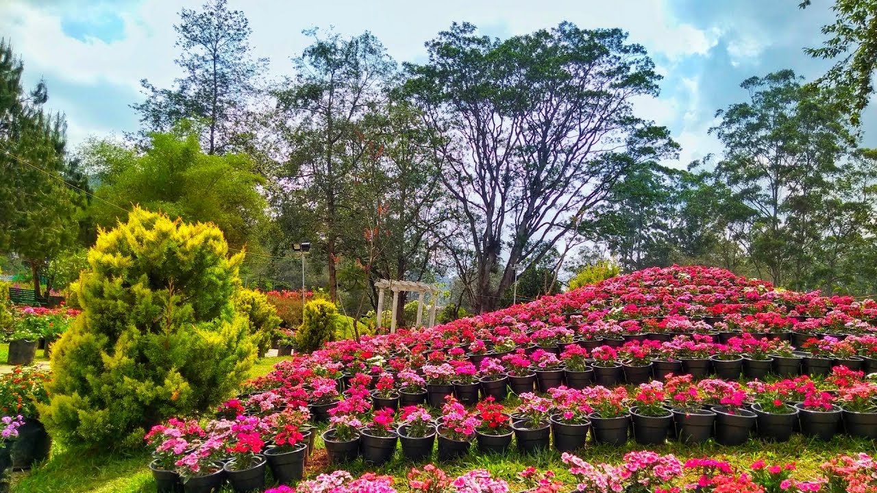 Kerala Flower Show 2025 in Munnar showcasing beautiful blooms