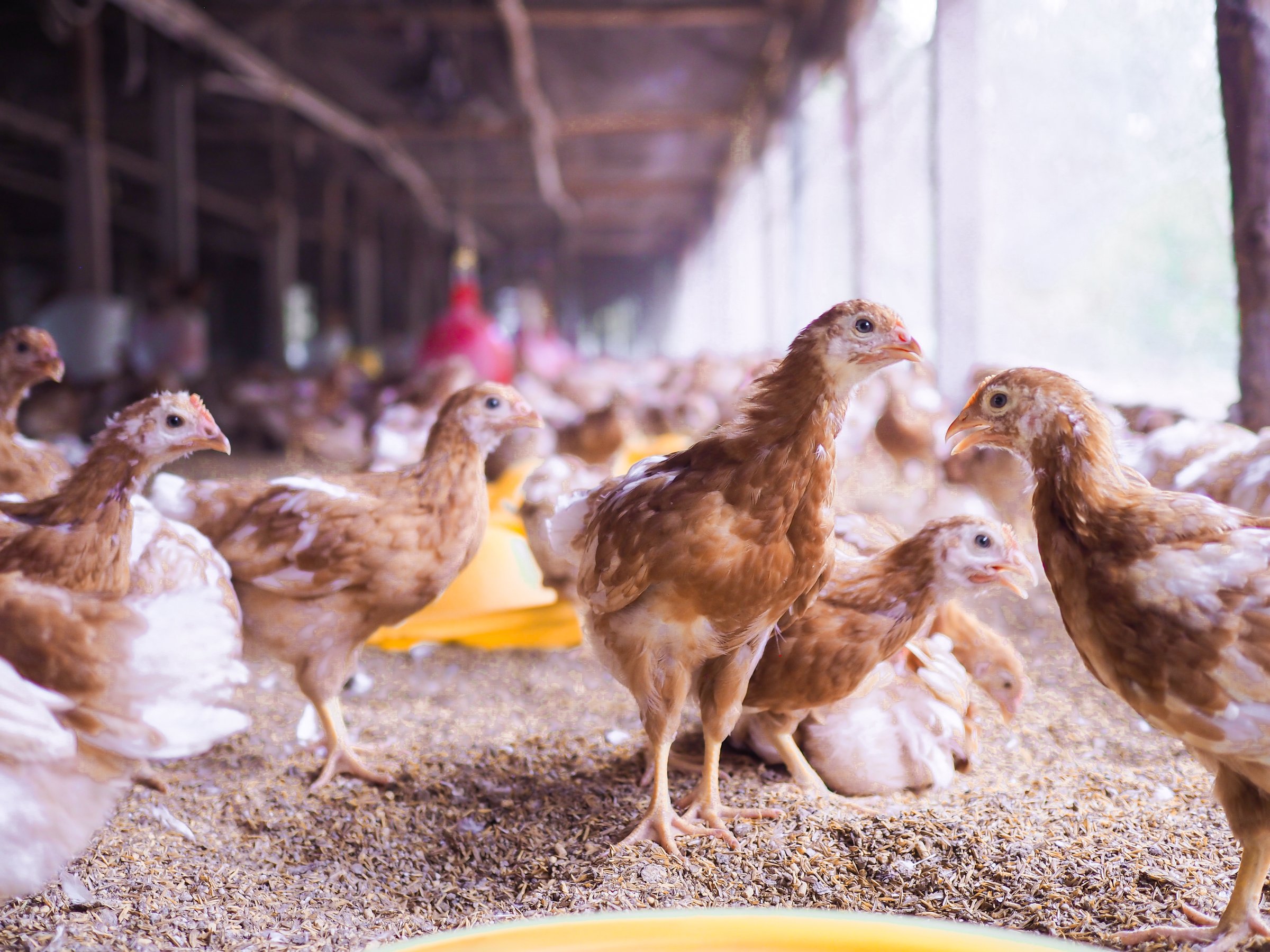 Layer hens in poultry farm
