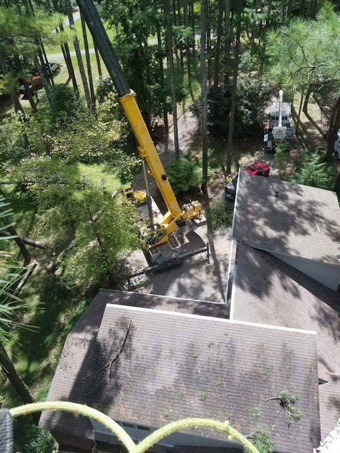 Large tree removal project