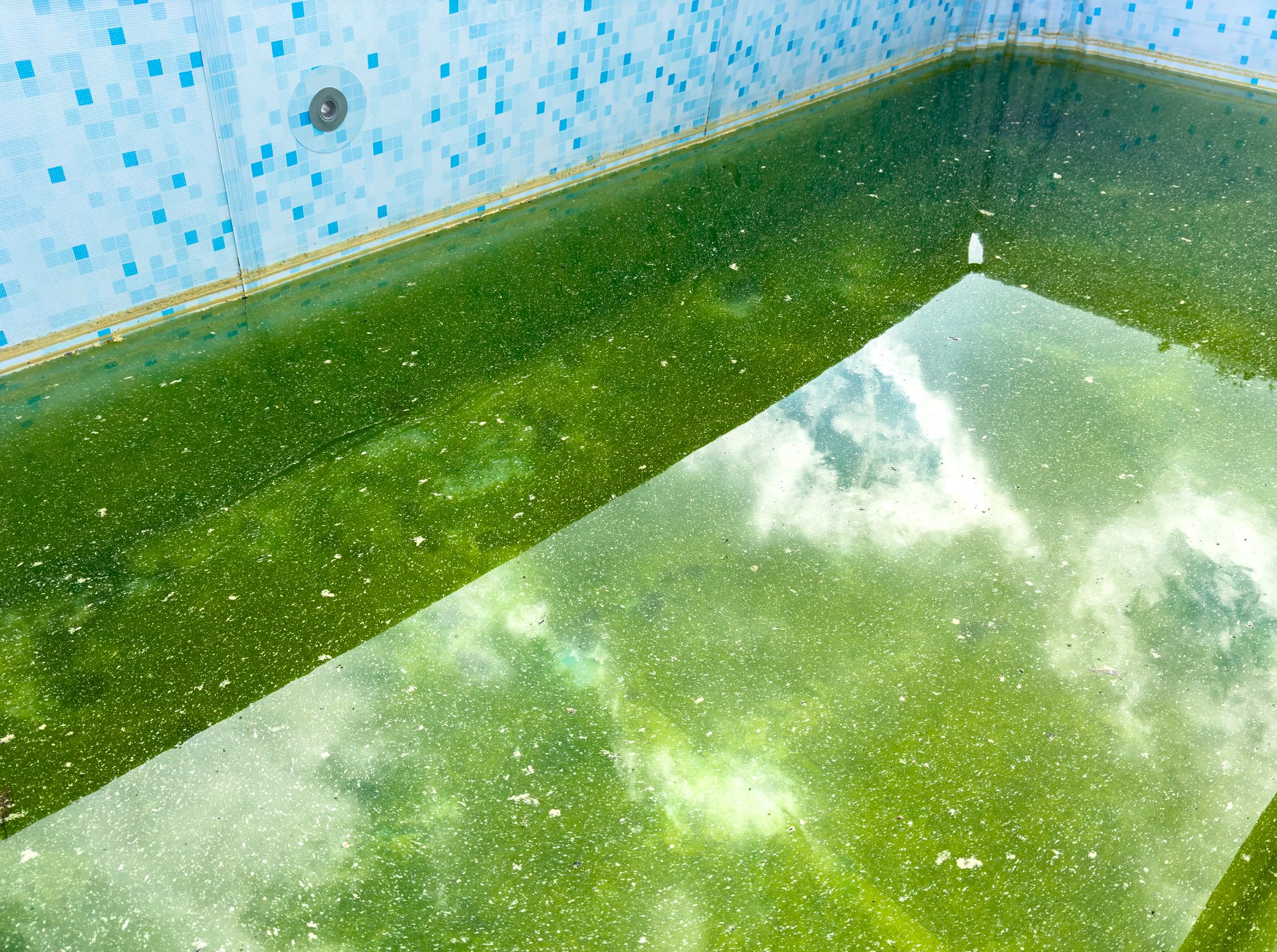 Garden pool with green algae in the water