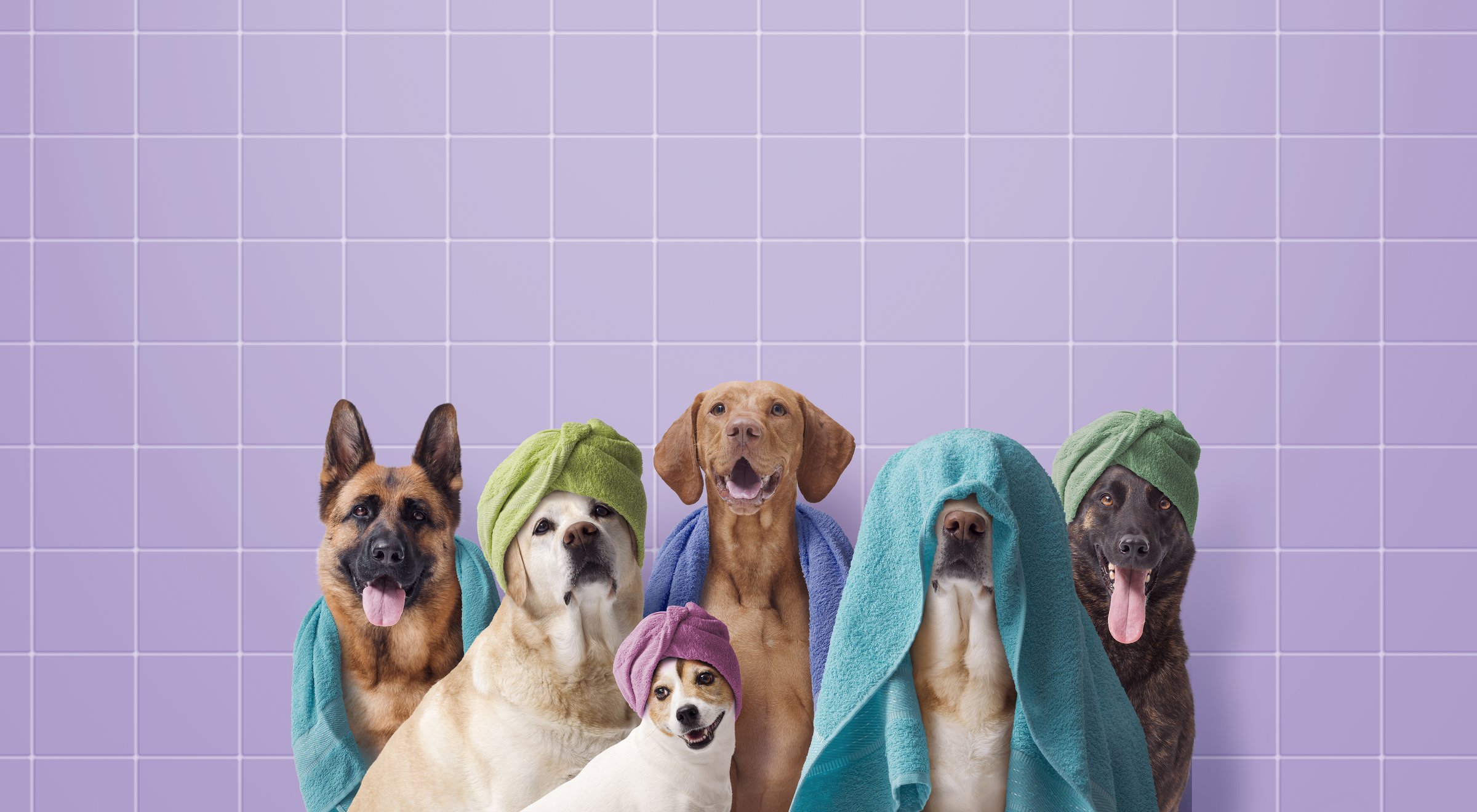 Group of various breeds of dogs having a bath together, dog grooming and hygiene concept
