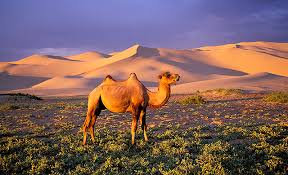 Vie nomade en Mongolie