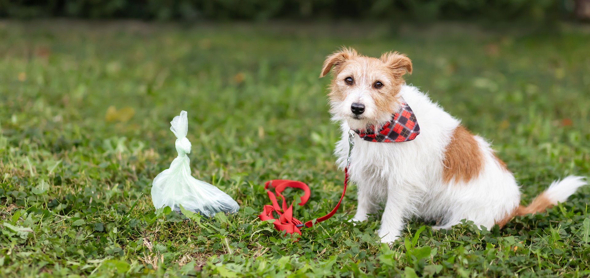 Dog sitting next to her smelly poop bag in the grass, pooping, defecating banner