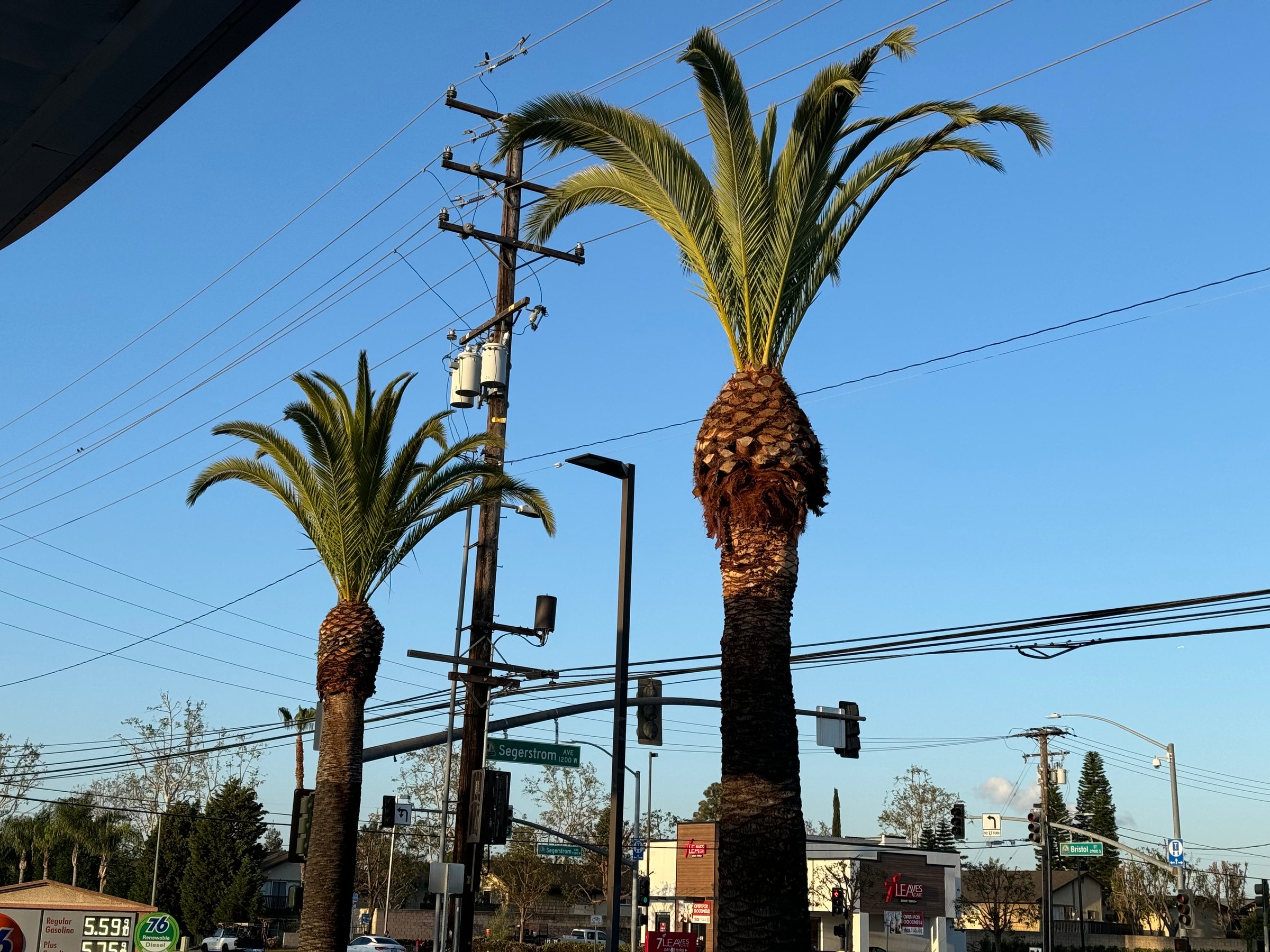 Professional tree trimming and removal service