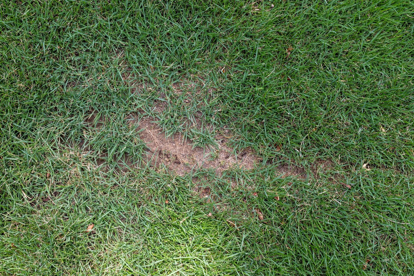 Lawn Patch with Bare Spot. Ants nest in the lawn. Lawn damaged by ants colony.