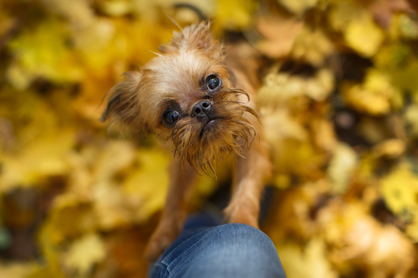 Brussels Griffon puppy for a walk in autumn