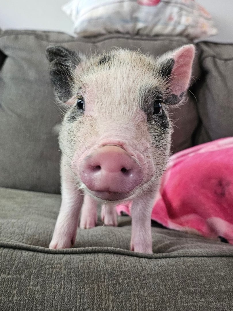 Buddy the Energetic Explorer