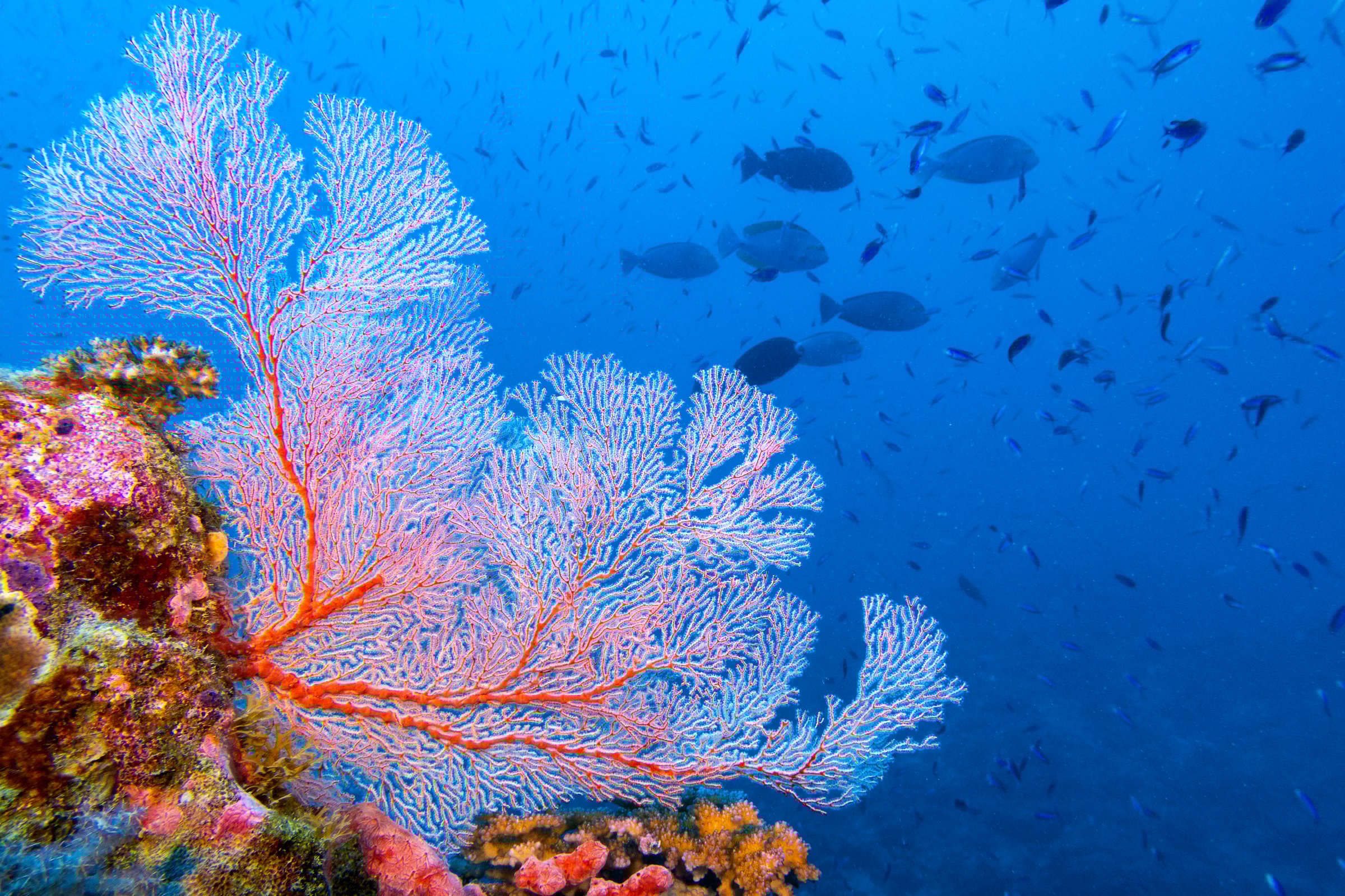 Tropical ref scene with a pink fan coral and fish in the background