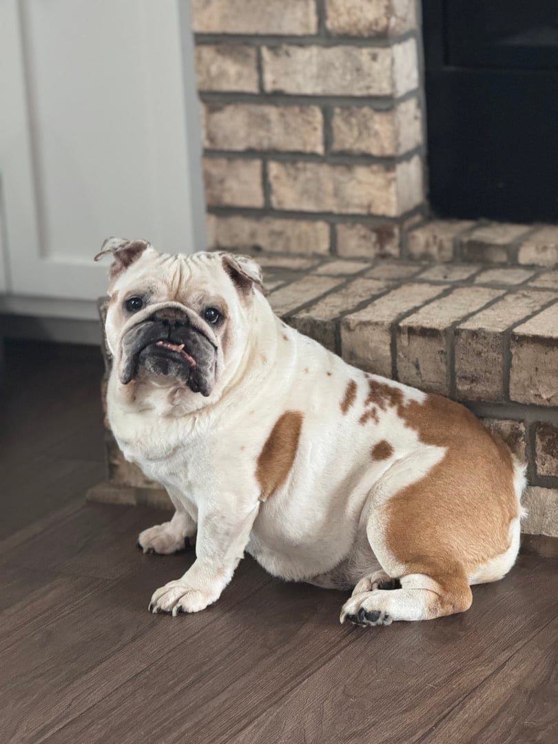 Pet care at Bryson's Pet Services