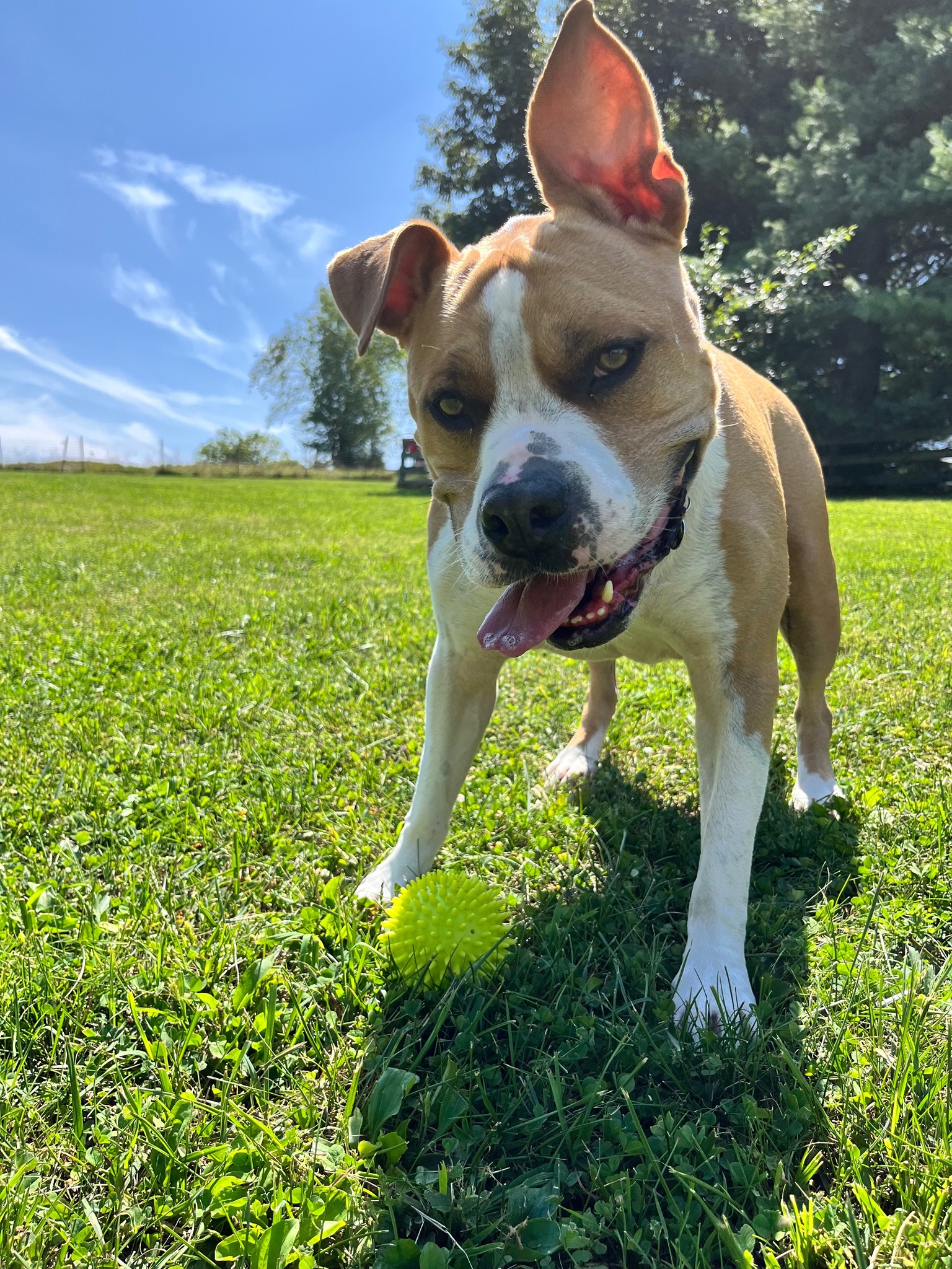 Dog playing with ball during at-home pet care