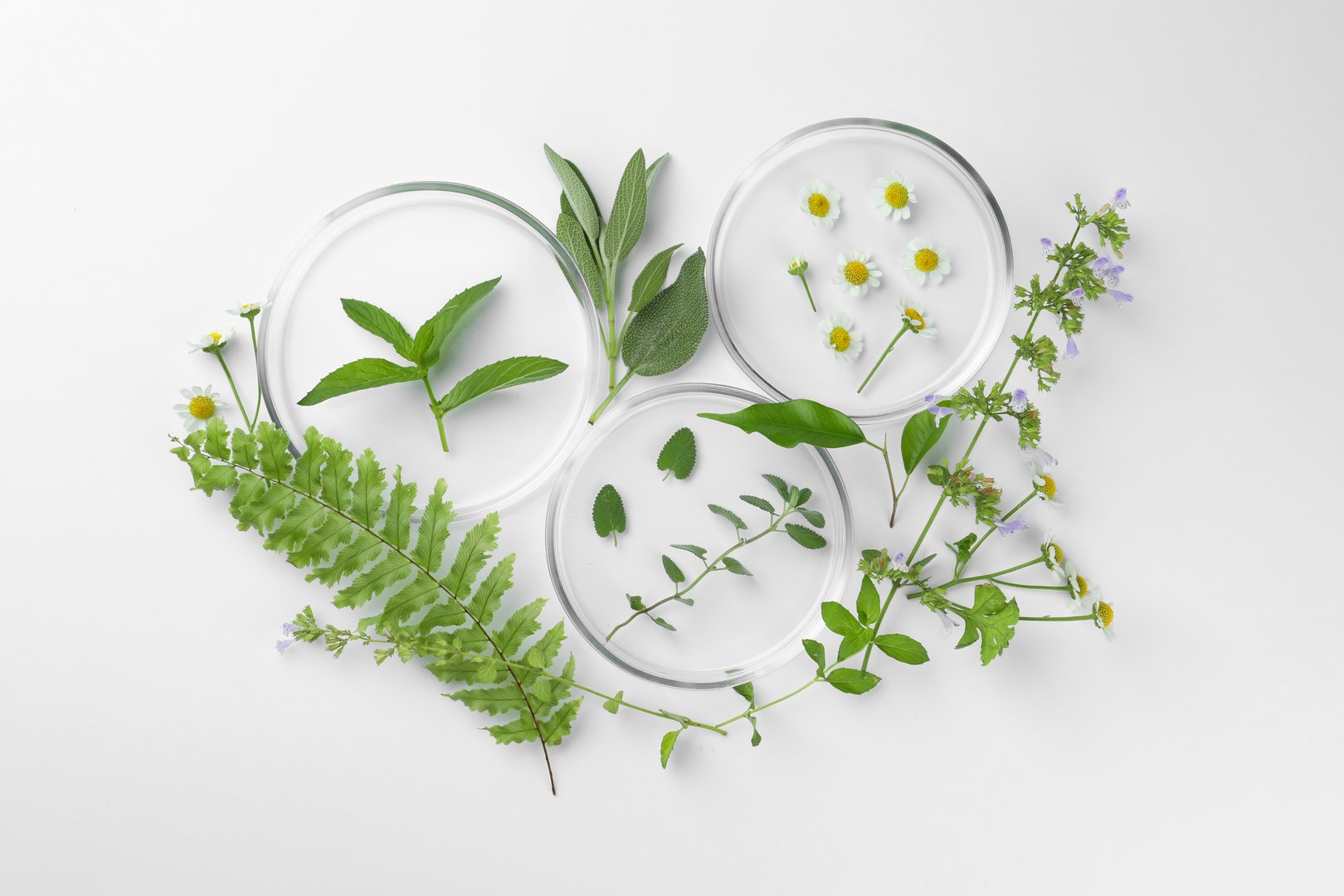 Petri dishes with different plants