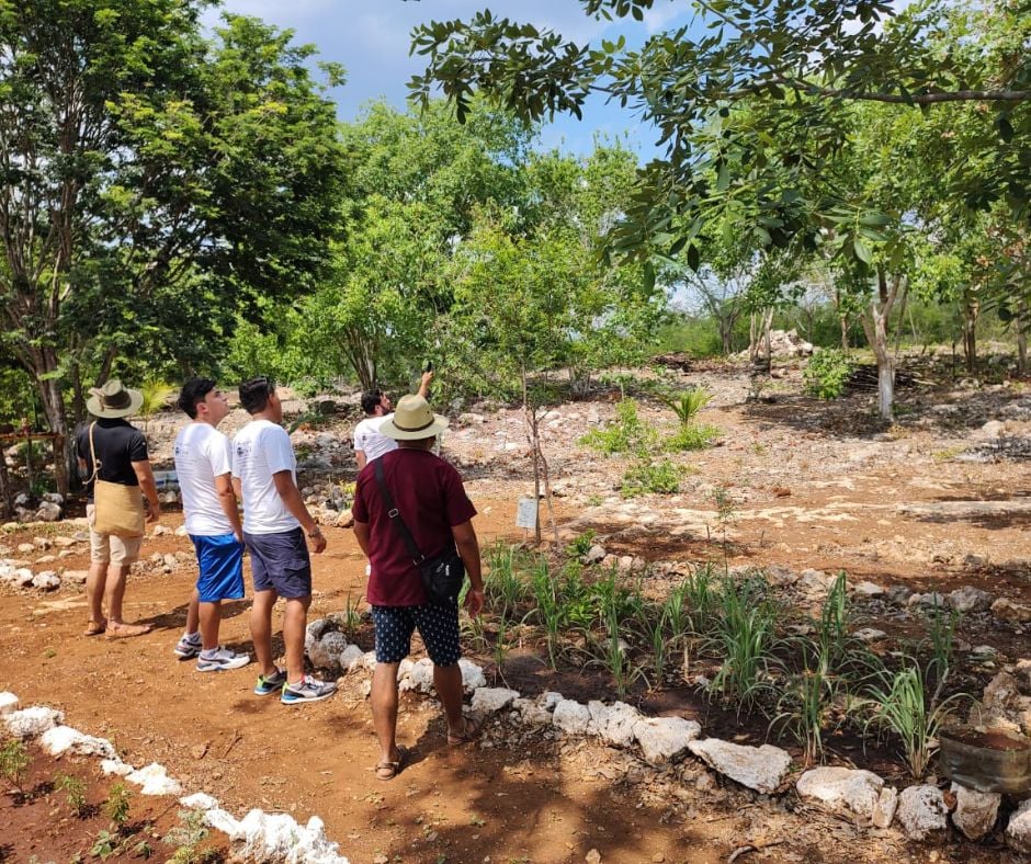 Jardín Botánico Kiiwik - Plantas medicinales - Mondante