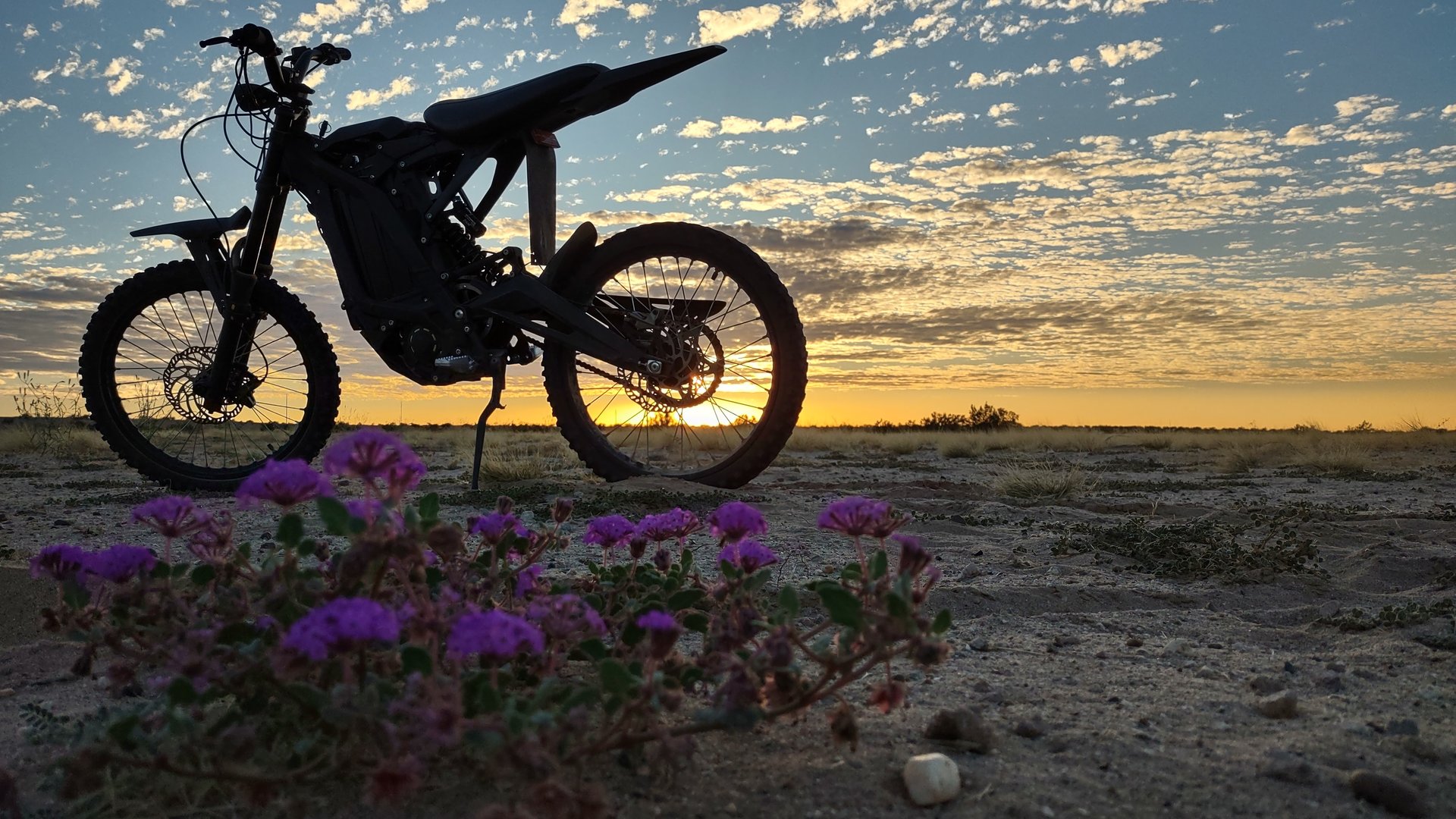 purple flowers in front of a dirt bike during sunset